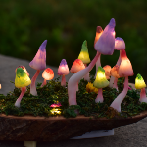Campo Hongos Luminosos