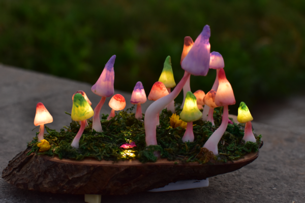 Campo Hongos Luminosos